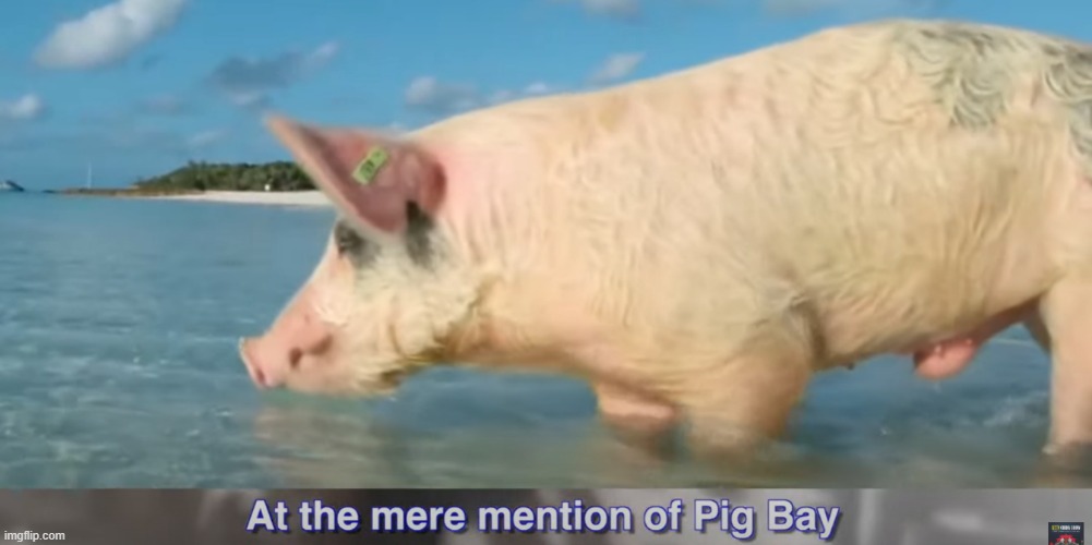 Makes Me Irritate | image tagged in pig bay,ccp propaganda,pig,water | made w/ Imgflip meme maker