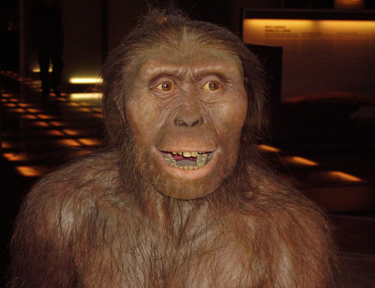 Lucy (Australopithecus afarensis) Blank Meme Template