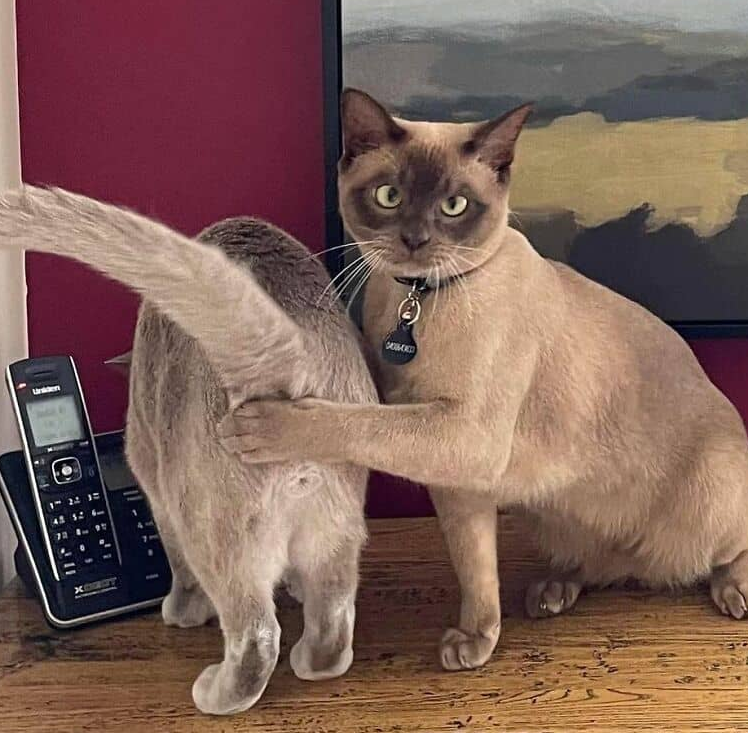 Cat covers ass Blank Meme Template