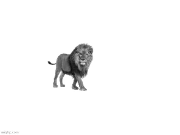 the lions here dont make a sound or you get raped | made w/ Imgflip meme maker