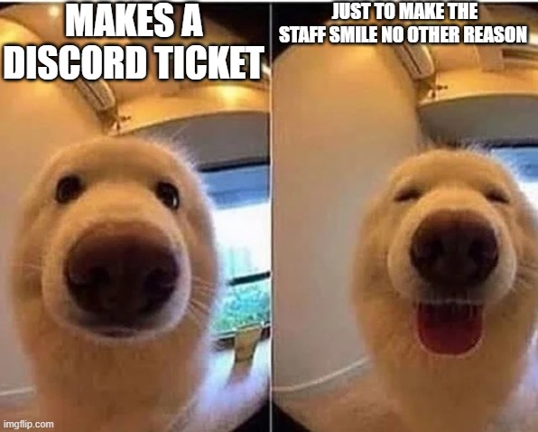 They liked the wholesome ticket | MAKES A DISCORD TICKET; JUST TO MAKE THE STAFF SMILE NO OTHER REASON | image tagged in wholesome doggo | made w/ Imgflip meme maker