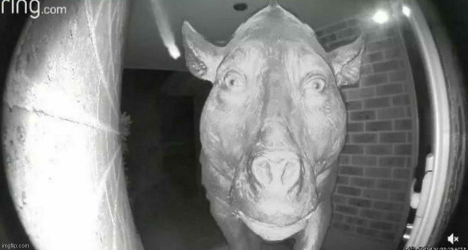 Daeodon.mp3 | image tagged in daeodon at the door | made w/ Imgflip meme maker