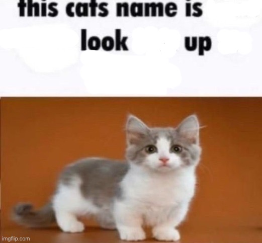 there totally isn’t a bomb strapped to your ceiling | image tagged in this cats name is x look him up on google | made w/ Imgflip meme maker
