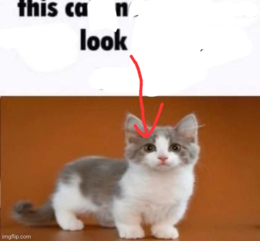 this cats name is x look him up on google | image tagged in this cats name is x look him up on google | made w/ Imgflip meme maker