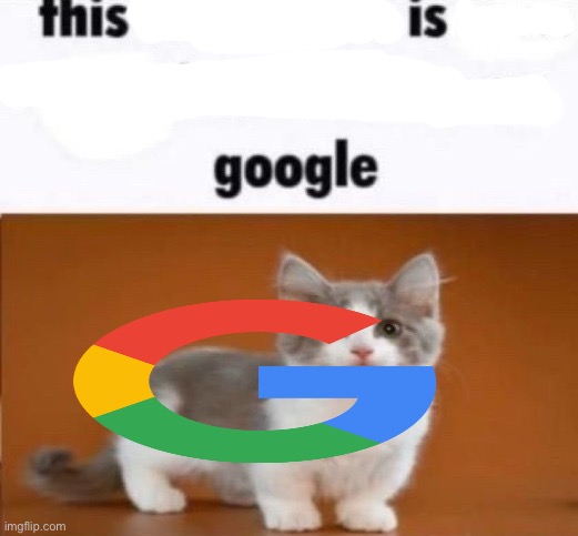 this cats name is x look him up on google | image tagged in this cats name is x look him up on google | made w/ Imgflip meme maker