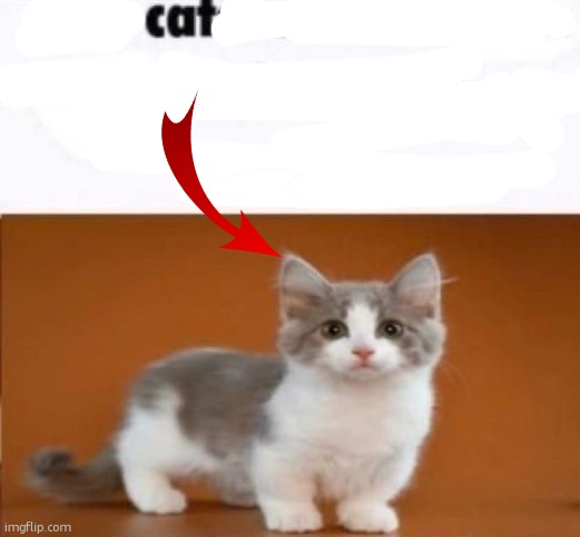 this cats name is x look him up on google | image tagged in this cats name is x look him up on google | made w/ Imgflip meme maker