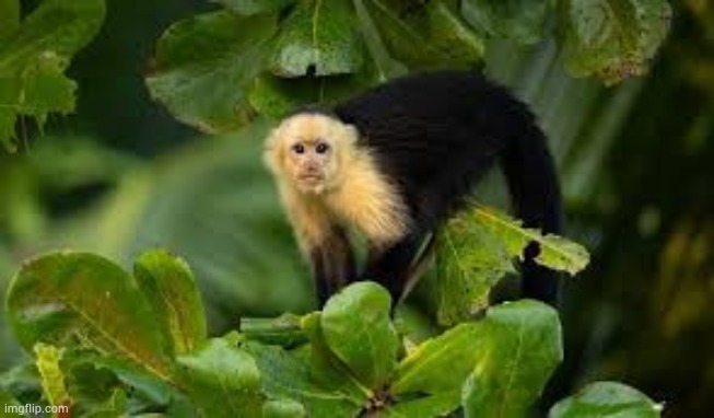 Monke | made w/ Imgflip meme maker