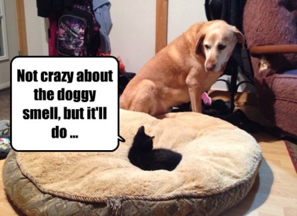 Bed Stolen By A Shitten | image tagged in dogs,cats,kittens,stealing,brat,funny | made w/ Imgflip meme maker