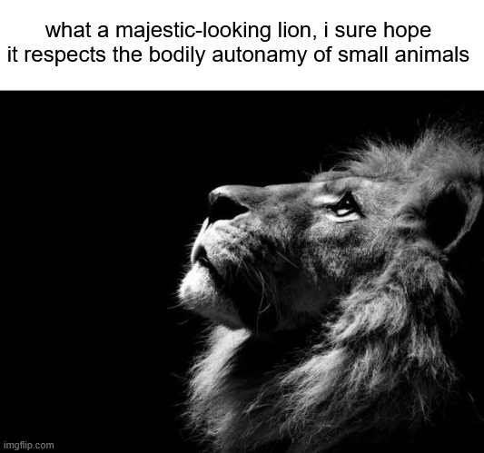 . | what a majestic-looking lion, i sure hope it respects the bodily autonamy of small animals | made w/ Imgflip meme maker