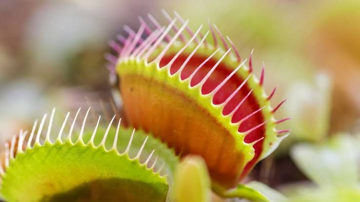 Venus Fly Trap Blank Meme Template