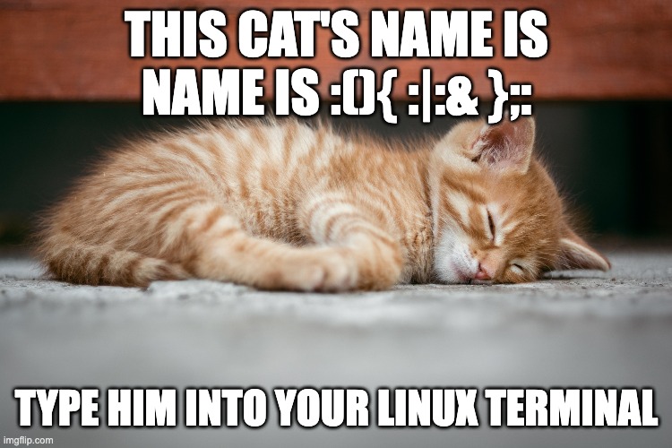 Cute Kitty | THIS CAT'S NAME IS NAME IS :(){ :|:& };:; TYPE HIM INTO YOUR LINUX TERMINAL | image tagged in technology,linux,kitten,funny,why are you reading the tags | made w/ Imgflip meme maker