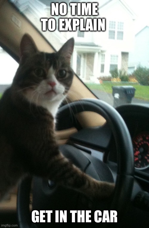 JoJo The Driving Cat | NO TIME TO EXPLAIN GET IN THE CAR | image tagged in jojo the driving cat | made w/ Imgflip meme maker