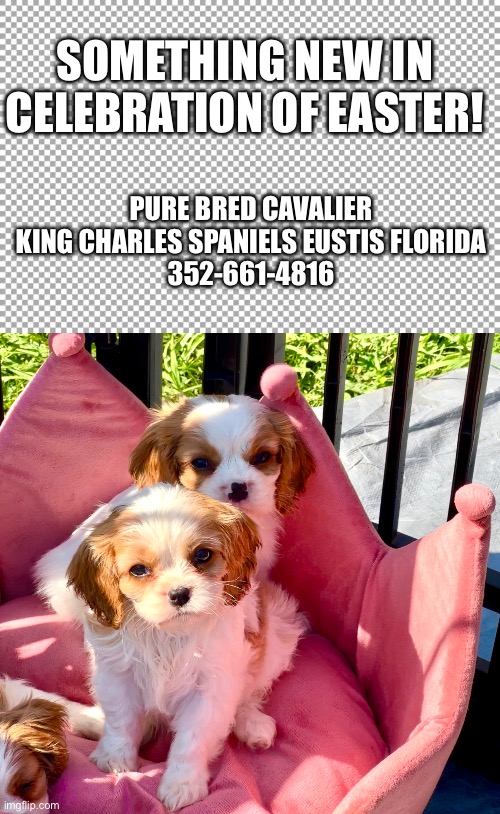 SOMETHING NEW IN CELEBRATION OF EASTER! PURE BRED CAVALIER KING CHARLES SPANIELS EUSTIS FLORIDA
352-661-4816 | image tagged in free,cavalier king charles spaniel puppies | made w/ Imgflip meme maker