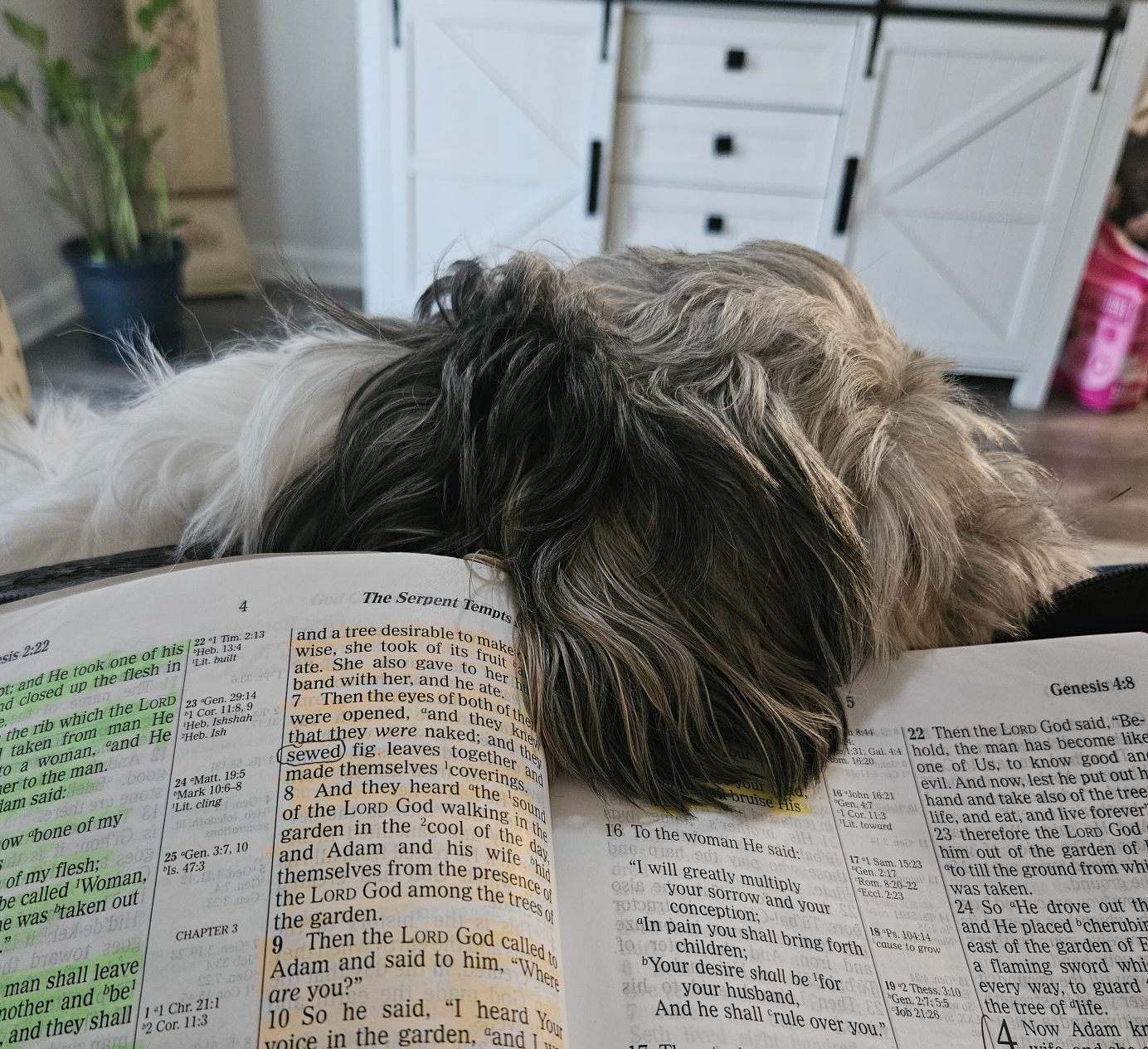 Pet Shitzu wants to read Bible Blank Meme Template