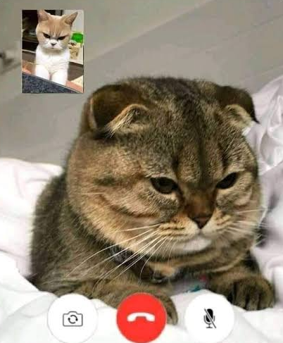 Grumpy Blank Meme Template