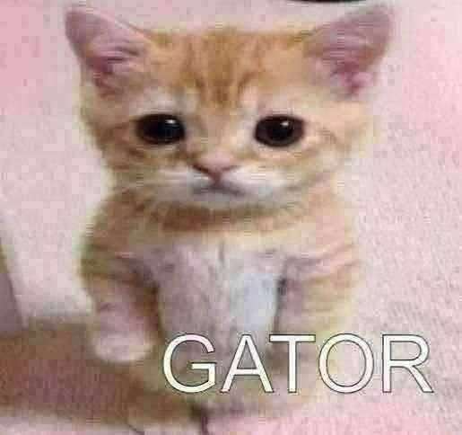 gator Blank Meme Template