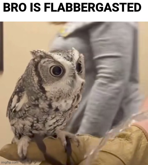 BRO IS FLABBERGASTED | made w/ Imgflip meme maker