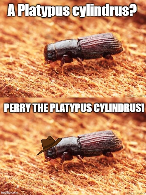 A Platypus cylindrus? PERRY THE PLATYPUS CYLINDRUS! | made w/ Imgflip meme maker