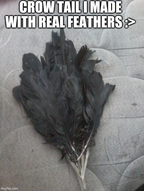 Cant wait to wear it :> | CROW TAIL I MADE WITH REAL FEATHERS :> | made w/ Imgflip meme maker