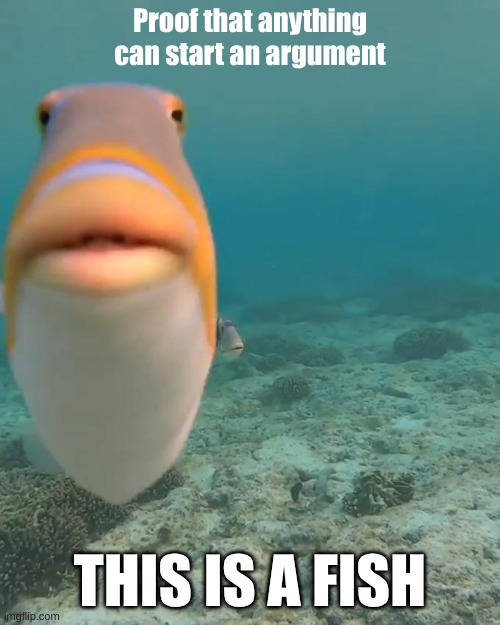 Proof That Anything Can Start an Argument (No, i'm not upvote or comment begging i'm just doing a social experiment) | Proof that anything can start an argument; THIS IS A FISH | image tagged in staring fish | made w/ Imgflip meme maker