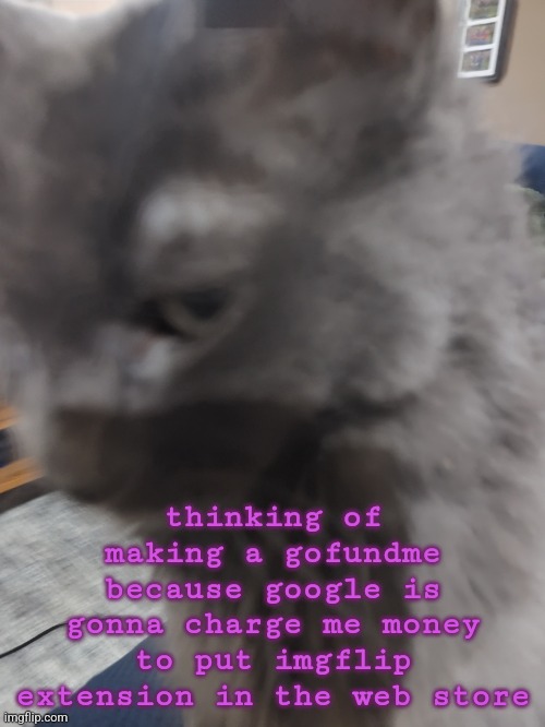 32's Cat | thinking of making a gofundme because google is gonna charge me money to put imgflip extension in the web store | image tagged in 32's cat | made w/ Imgflip meme maker