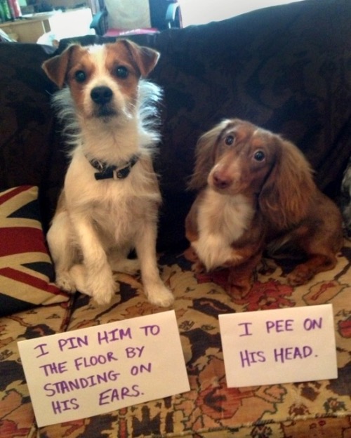 Shameful Behavior | image tagged in dogs,funny dog memes,walk of shame,shameless,revenge,funny signs | made w/ Imgflip meme maker