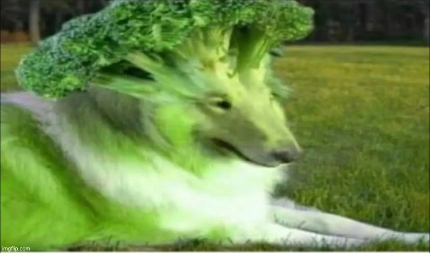 Broco dogo | image tagged in broco dogo | made w/ Imgflip meme maker