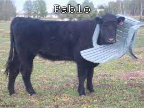 Cow stuck in 'weird' place | Pablo | image tagged in cow stuck in 'weird' place | made w/ Imgflip meme maker