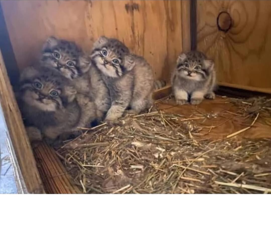 Pallas kittens Blank Meme Template