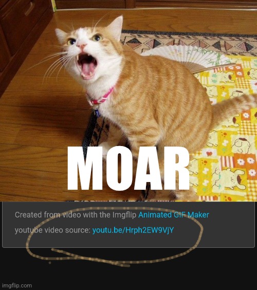 MOAR | image tagged in moar cat | made w/ Imgflip meme maker