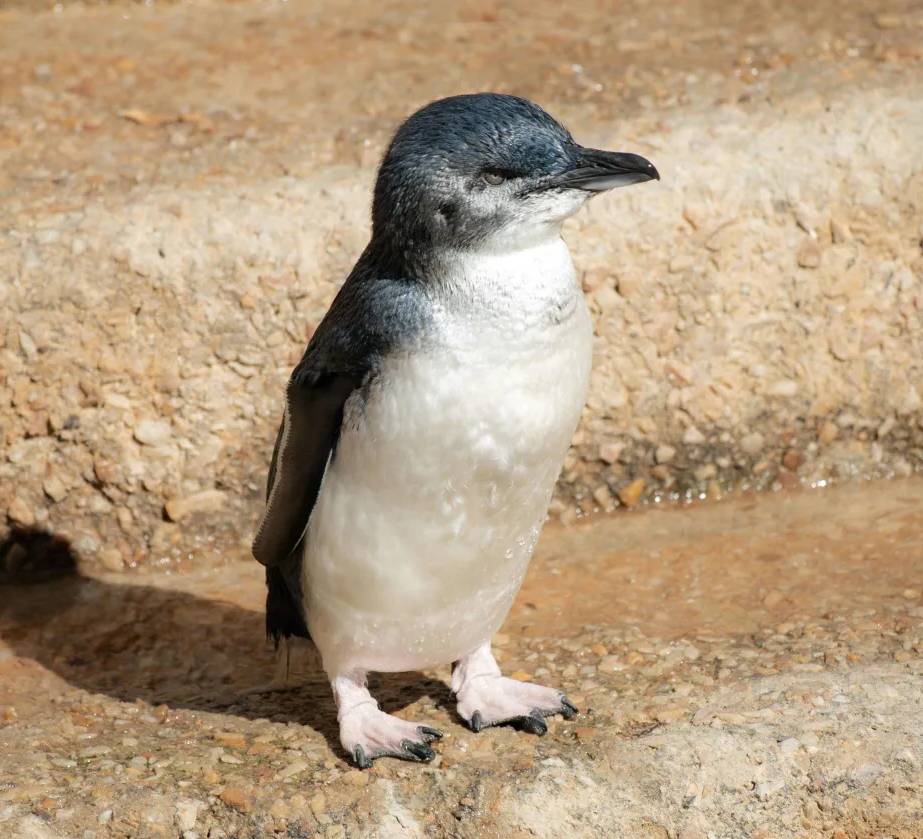 Grumpy Little Penguin Blank Meme Template