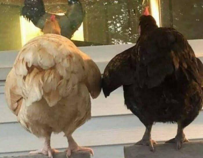 High Quality chicken butt Blank Meme Template