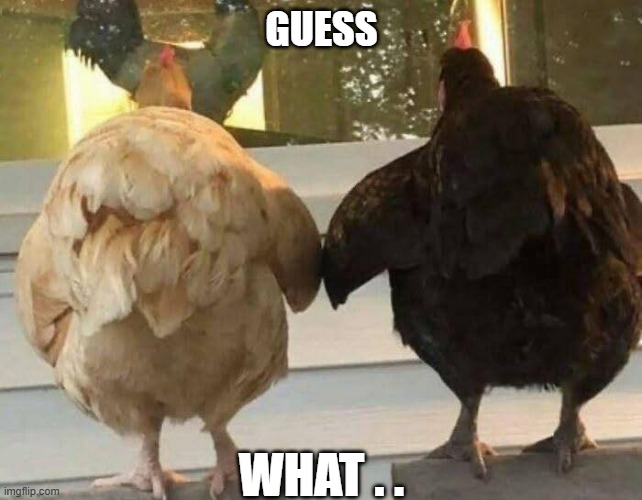 chicken butt | GUESS; WHAT . . | image tagged in chicken butt | made w/ Imgflip meme maker
