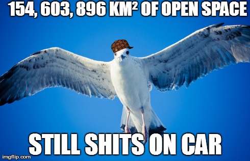 154, 603, 896 KMÂ² OF OPEN SPACE STILL SHITS ON CAR | image tagged in bird seagull shit scumbag | made w/ Imgflip meme maker