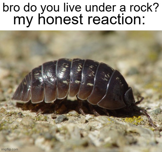 my honest reaction:; bro do you live under a rock? | image tagged in funny | made w/ Imgflip meme maker