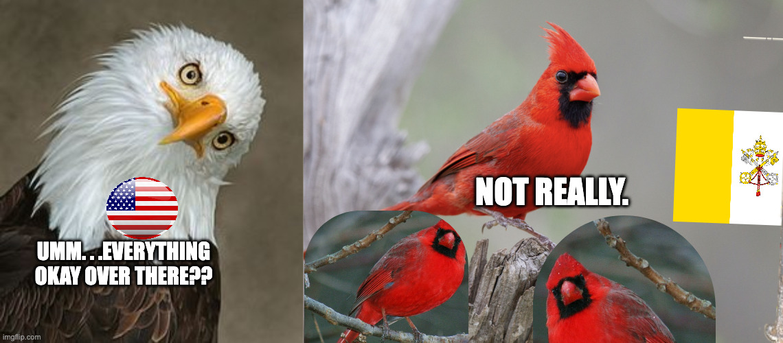 UMM. . .EVERYTHING OKAY OVER THERE?? NOT REALLY. | image tagged in bald eagle tilt,cardinal bird | made w/ Imgflip meme maker