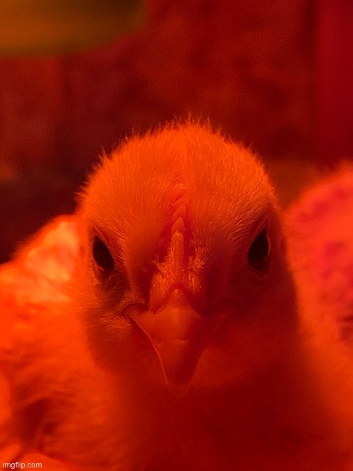 Angry chicken | made w/ Imgflip meme maker