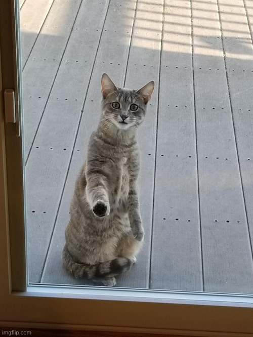 Nigga Cat | image tagged in nigga cat | made w/ Imgflip meme maker