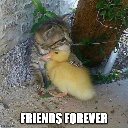 Friends | FRIENDS FOREVER | image tagged in ducks | made w/ Imgflip meme maker