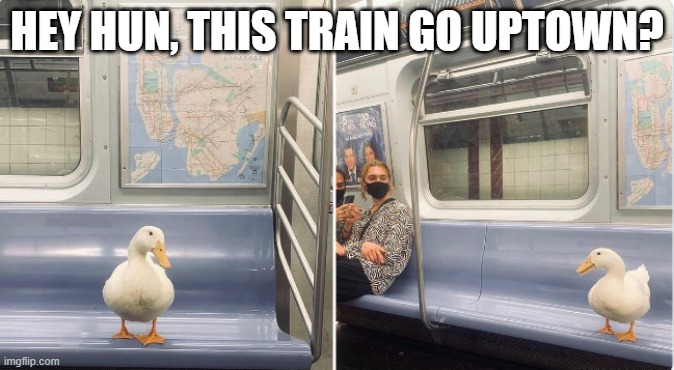 Train Duck | HEY HUN, THIS TRAIN GO UPTOWN? | image tagged in ducks | made w/ Imgflip meme maker