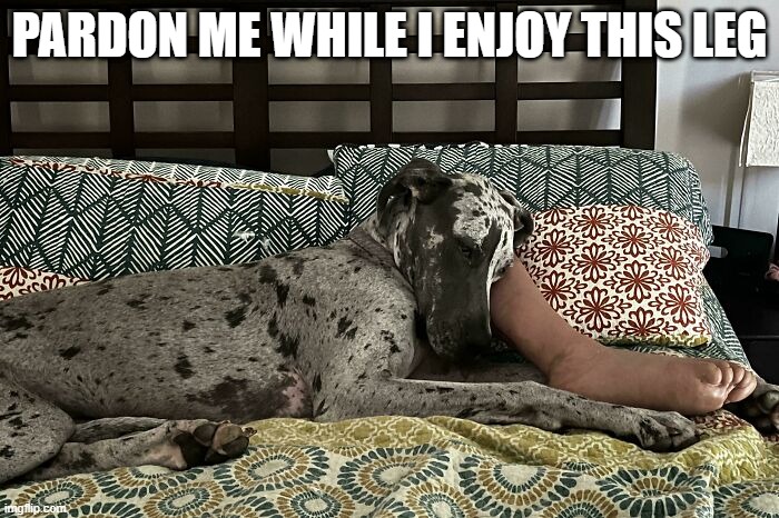 Leg Toy | PARDON ME WHILE I ENJOY THIS LEG | image tagged in dogs | made w/ Imgflip meme maker
