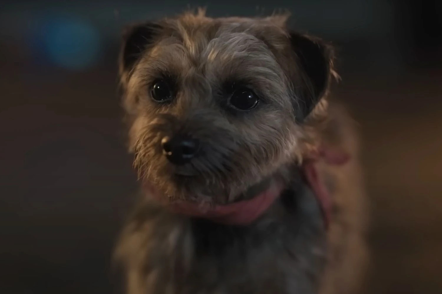 Reggie(Strays) Blank Meme Template