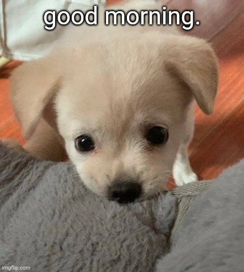 hi | good morning. | image tagged in hi | made w/ Imgflip meme maker