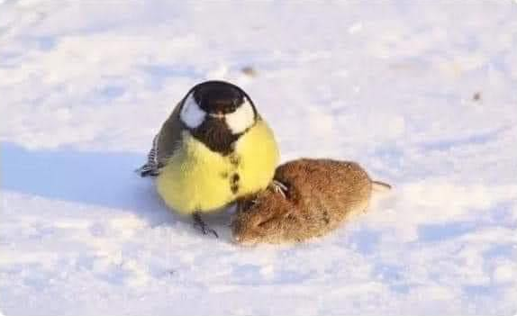 Blue tit vs mouse Blank Meme Template