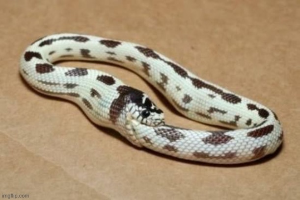 Snake Eating Itself | image tagged in snake eating itself | made w/ Imgflip meme maker