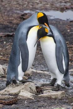 animal pair Blank Meme Template