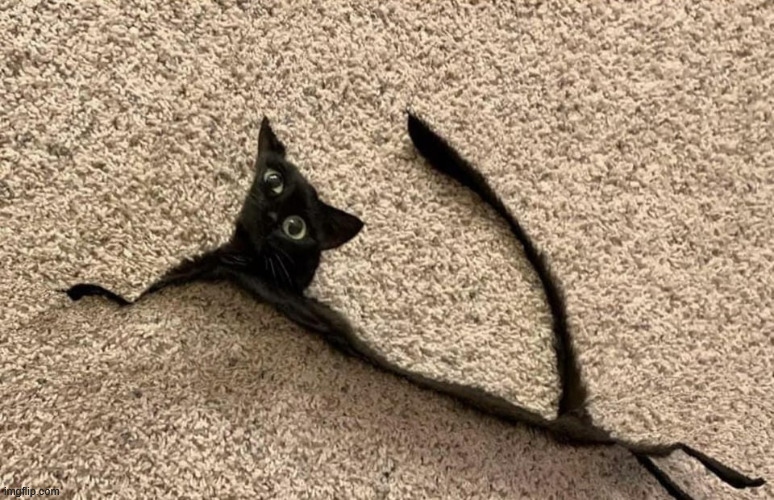 el gato | made w/ Imgflip meme maker