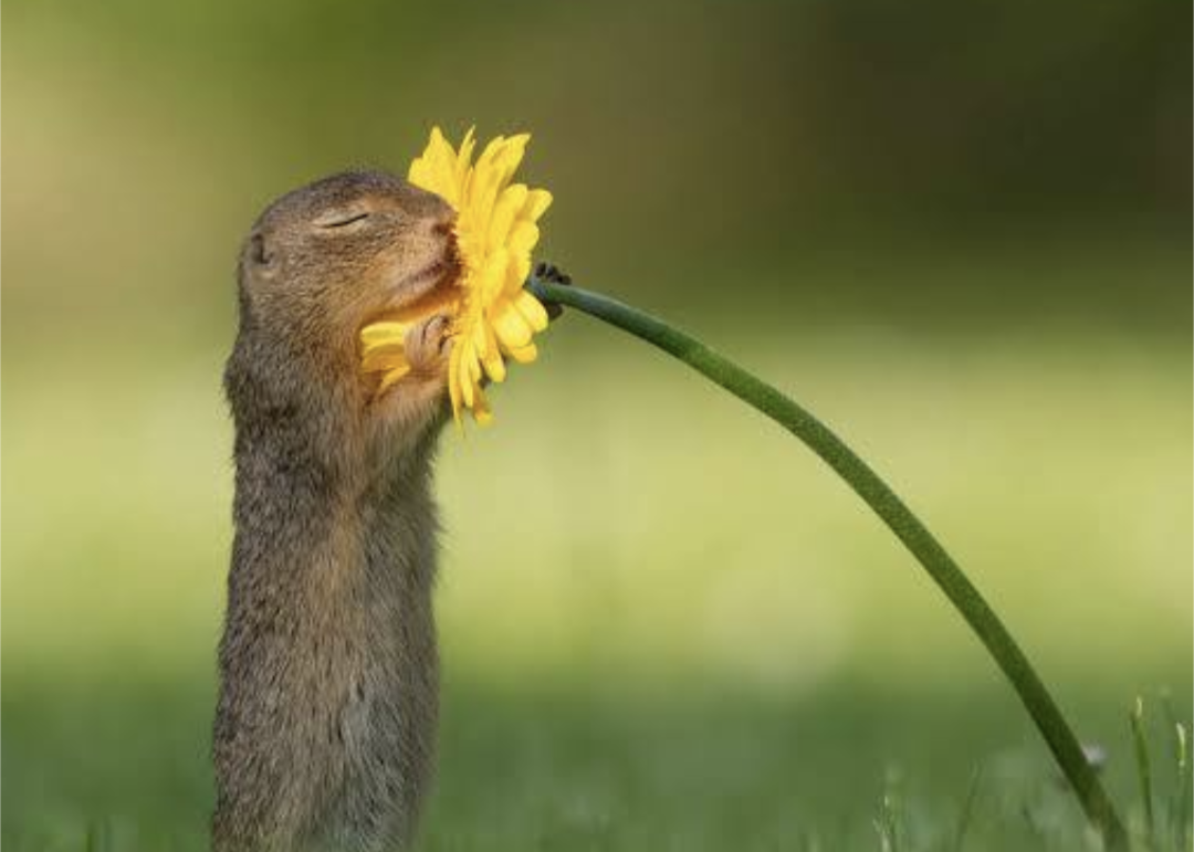 Squirrel sniffing flower Blank Meme Template