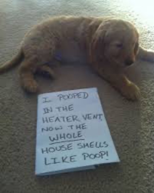 Heated Poop | image tagged in dogs,pet shaming,shame,dog poop,smelly,bad dog | made w/ Imgflip meme maker