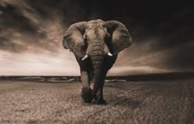 mysterious elephant entity | image tagged in mysterious elephant entity | made w/ Imgflip meme maker